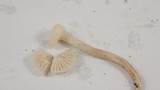 Hygrocybe russocoriacea image