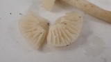 Hygrocybe russocoriacea image