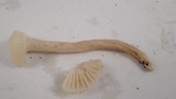 Hygrocybe russocoriacea image