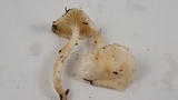 Cuphophyllus virgineus image