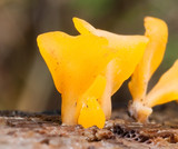 Dacryopinax spathularia image