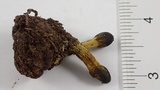 Elaphocordyceps capitata image