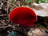 Sarcoscypha austriaca image