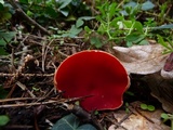 Sarcoscypha austriaca image