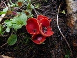 Sarcoscypha austriaca image