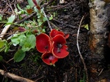 Sarcoscypha austriaca image