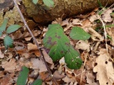 Phragmidium violaceum image
