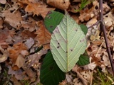 Phragmidium violaceum image