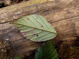 Phragmidium violaceum image