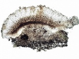 Lecidella elaeochroma f. elaeochroma image