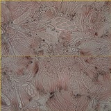 Lecidella elaeochroma f. elaeochroma image