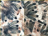 Lecidella elaeochroma f. elaeochroma image