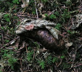 Gymnopus androsaceus image