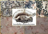 Lecidella elaeochroma f. elaeochroma image
