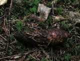 Gymnopus androsaceus image