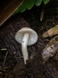 Porpoloma bambusarum image