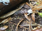 Porpoloma bambusarum image