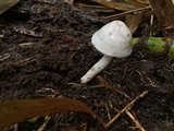 Porpoloma bambusarum image