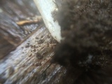 Porpoloma bambusarum image