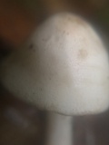 Porpoloma bambusarum image
