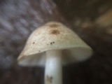 Porpoloma bambusarum image