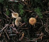 Marasmius wynneae image