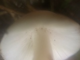 Porpoloma bambusarum image