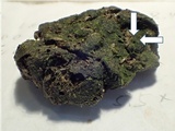 Podospora eminens image