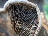 Tapinella panuoides image