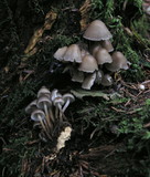Mycena inclinata image
