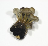 Mycena inclinata image