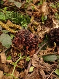 Taphrina occidentalis image