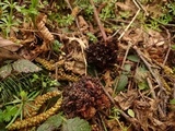Taphrina occidentalis image