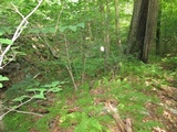 Royoporus badius image