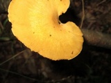 Royoporus badius image