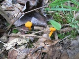 Cantharellus minor image