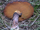 Suillus luteus image
