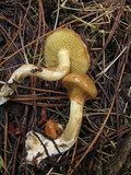 Suillus umbonatus image