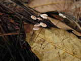 Marasmius quercophilus image