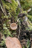Discina ancilis image