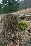 Discina ancilis image