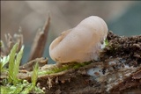 Discina ancilis image