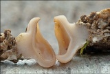 Discina ancilis image