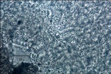 Discina ancilis image