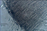 Discina ancilis image