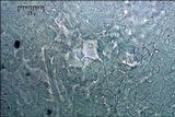 Discina ancilis image