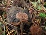 Gymnopus villosipes image