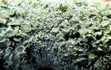 Lecanora strobilina image