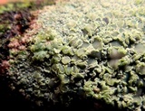 Lecanora strobilina image