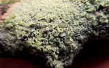 Lecanora strobilina image